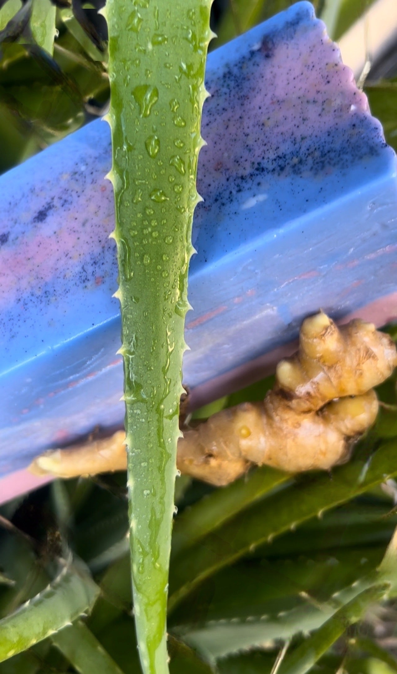 Aloe Royale